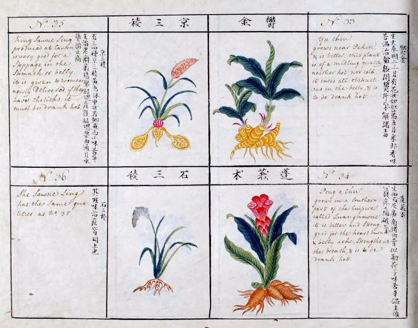 Woodblock-printed pages from Li Shizhen’s Bencao Gangmu, a Chinese herbal.
