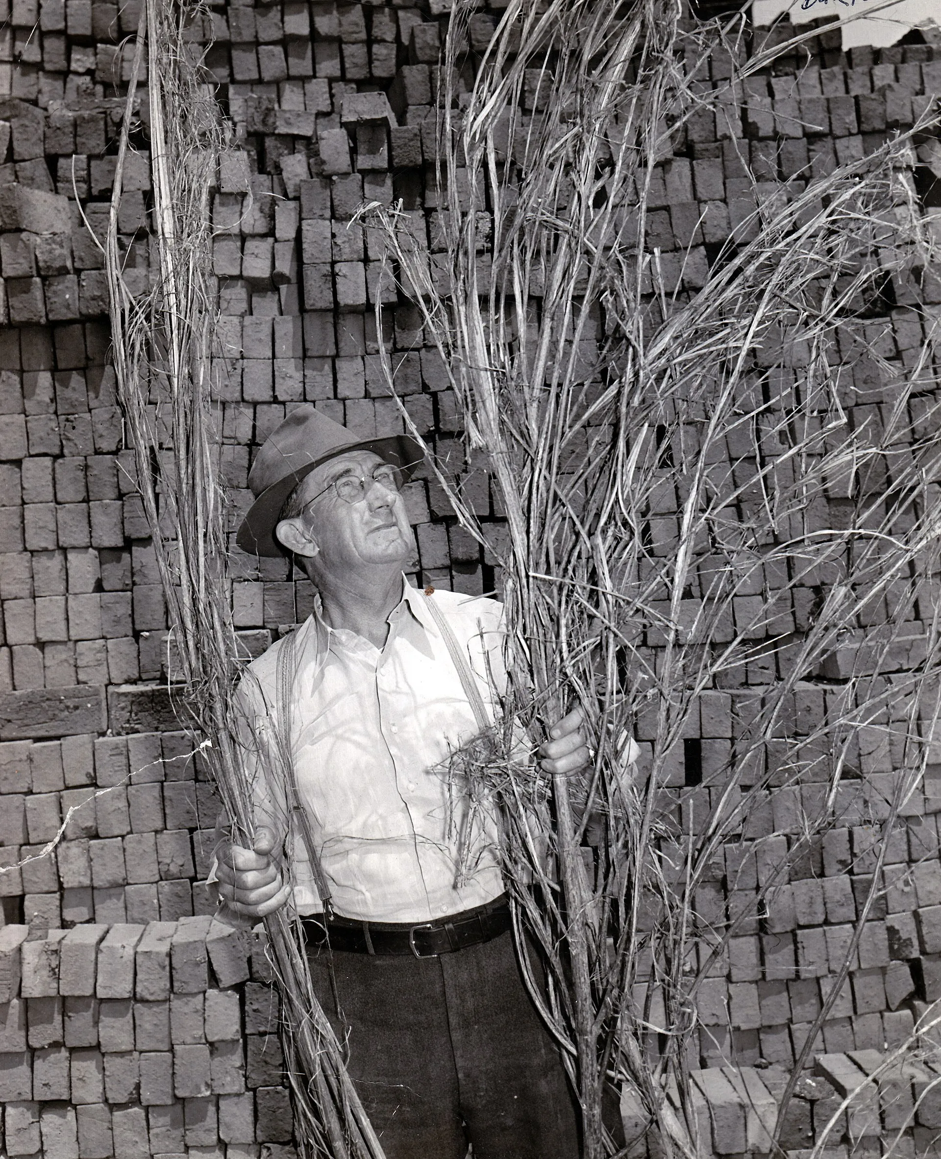 A 1942 black-and-white photograph of Kentucky farmer Joe “Daddy Burt” Burton holding tall harvested hemp stalks.