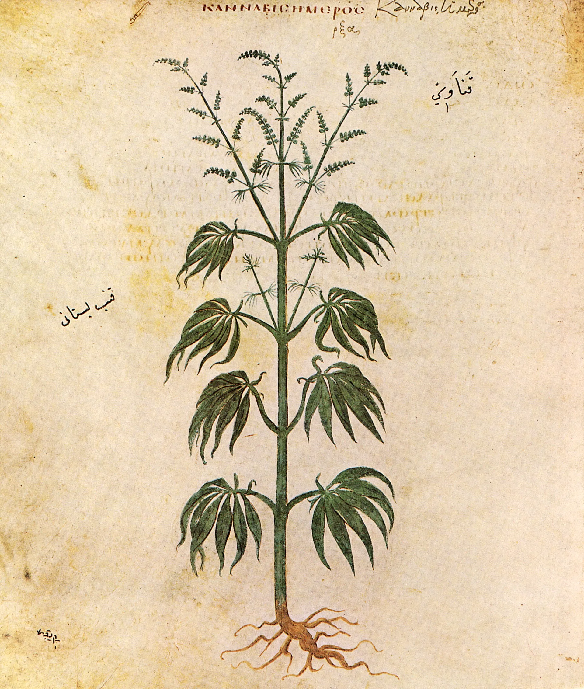 Byzantine manuscript page from the Vienna Dioscurides showing a painted cannabis plant with seed clusters and an orange root, labeled in Greek.