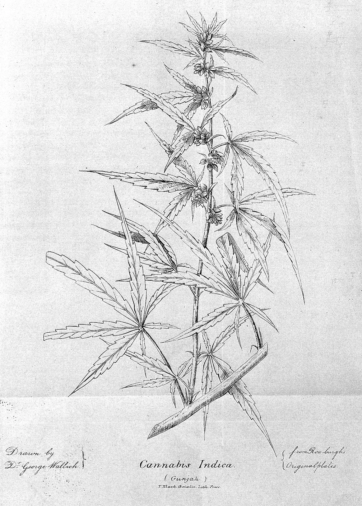 A 19th-century botanical plate of Cannabis indica labelled “Gunjah.”