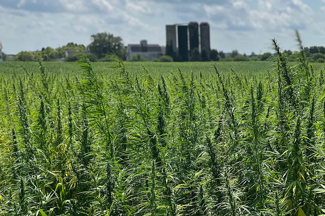 A field of hemp plants.
