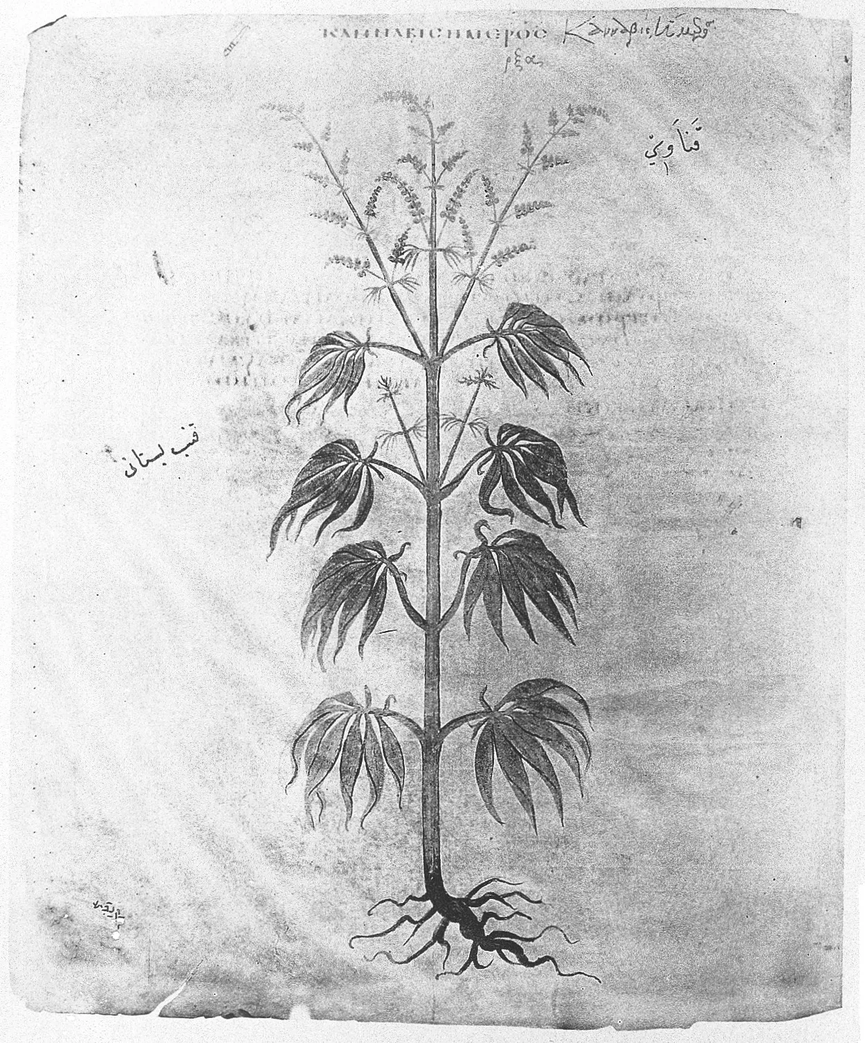 A 19th-century pharmacognosy plate of Cannabis indica, Indian hemp.