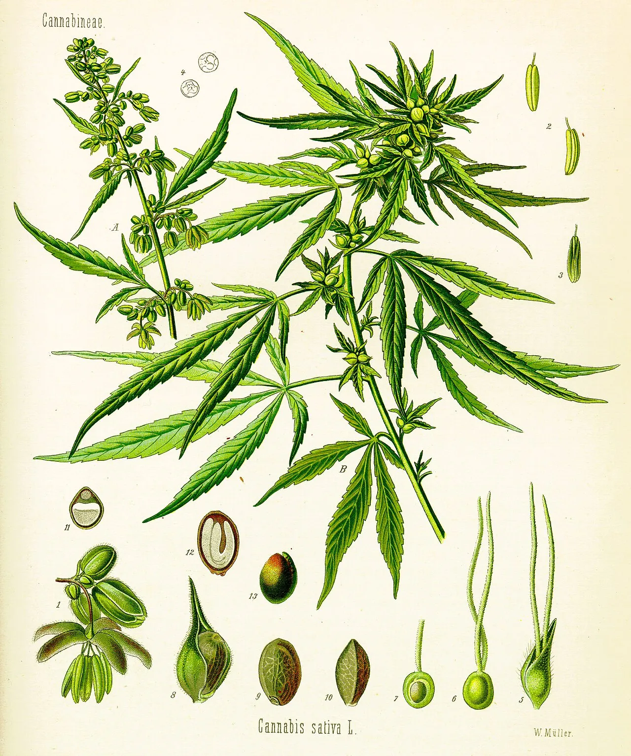 Detailed 1887 botanical illustration of Cannabis sativa showing the whole plant, leaves, flowers, and seeds.