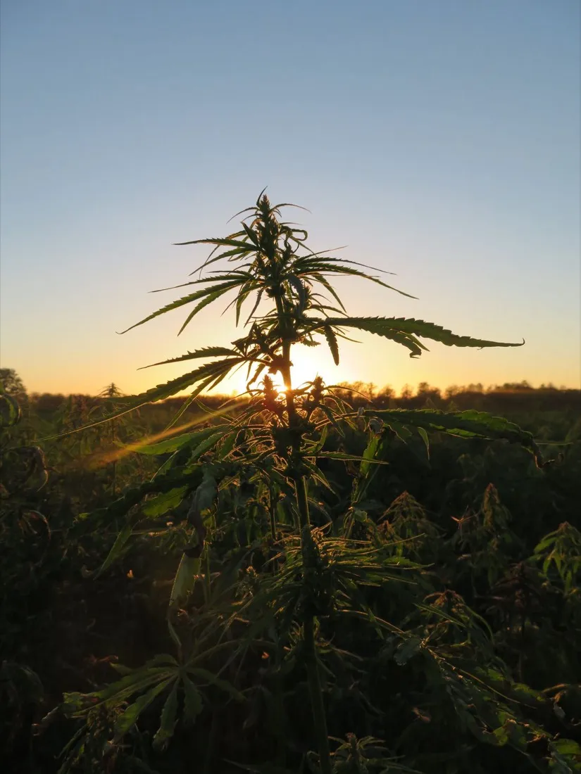 A cannabis plant backlit by a golden sunset in an outdoor field.