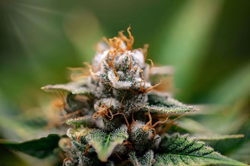 Close-up of a dried cannabis flower bud